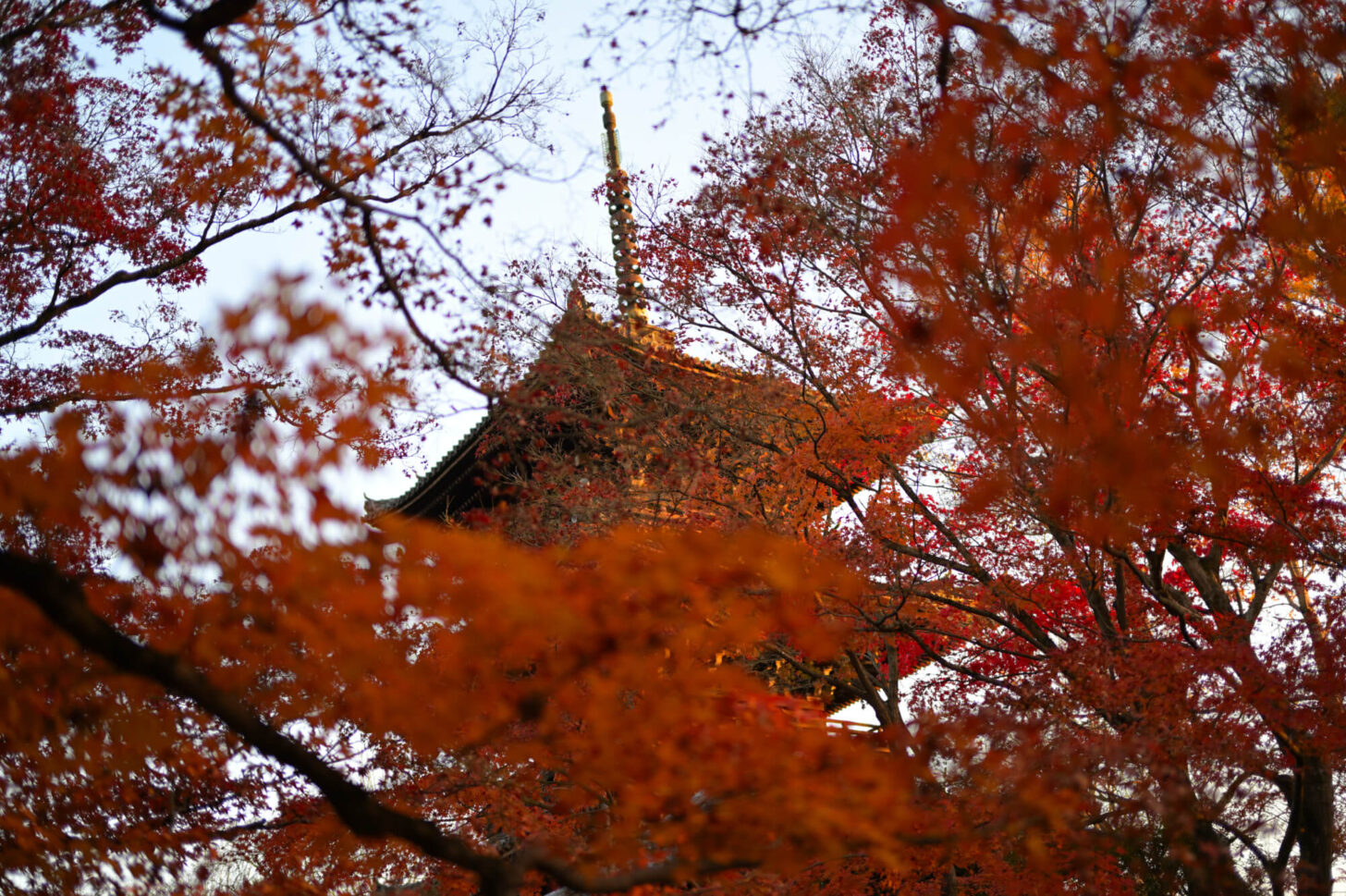 真如堂の紅葉 2022年11月下旬撮影