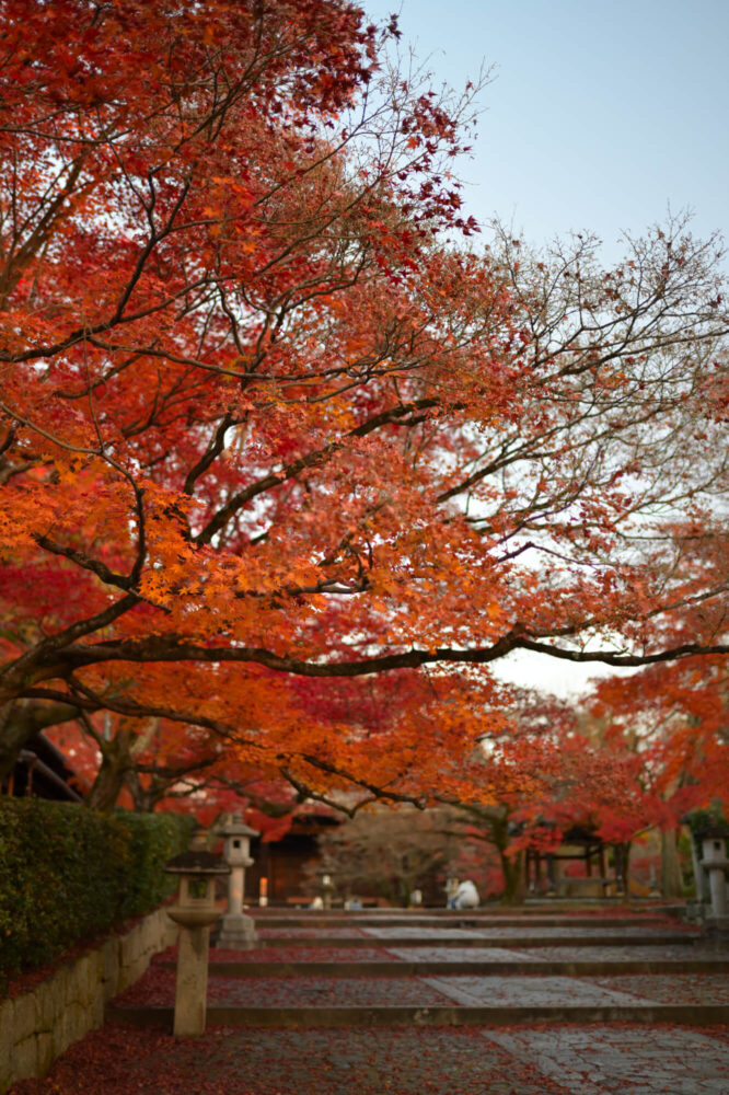 真如堂の紅葉 2022年11月下旬撮影