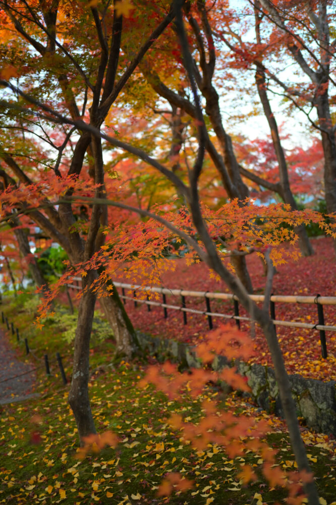 真如堂の紅葉 2022年11月下旬撮影