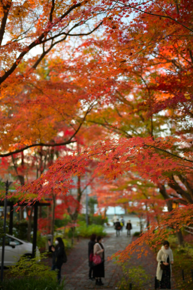 真如堂の紅葉 2022年11月下旬撮影