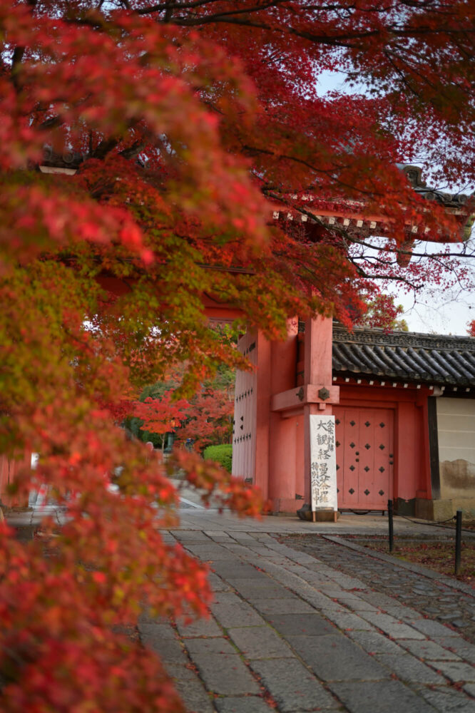 真如堂の紅葉 2022年11月下旬撮影