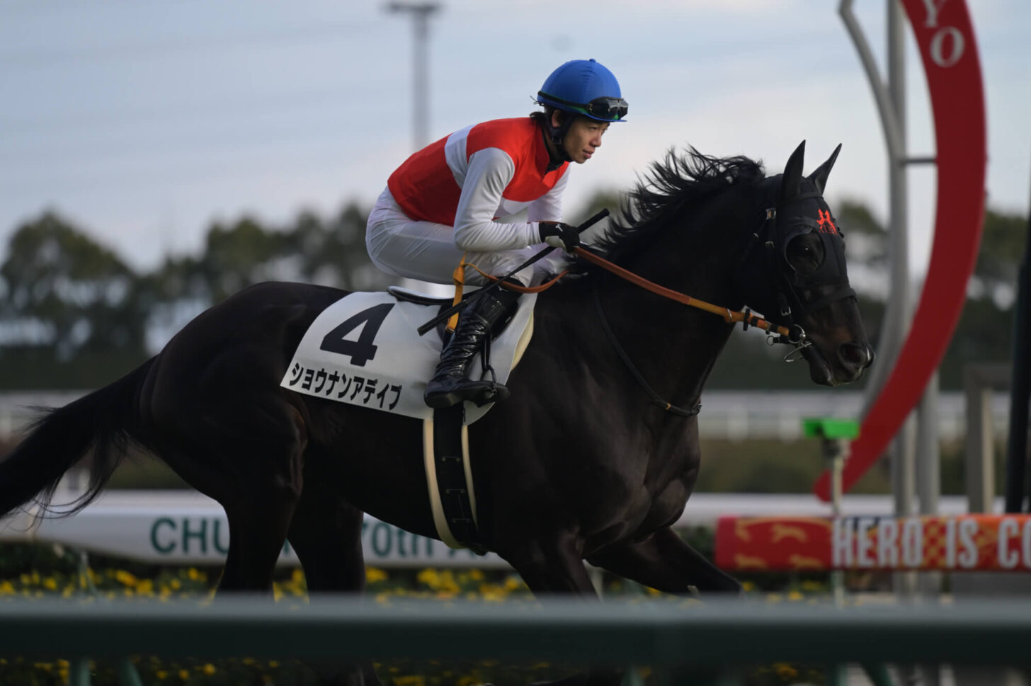 ショウナンアデイブ 11戦目本馬場入場