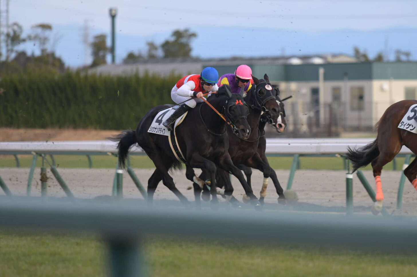 ショウナンアデイブ 11戦目