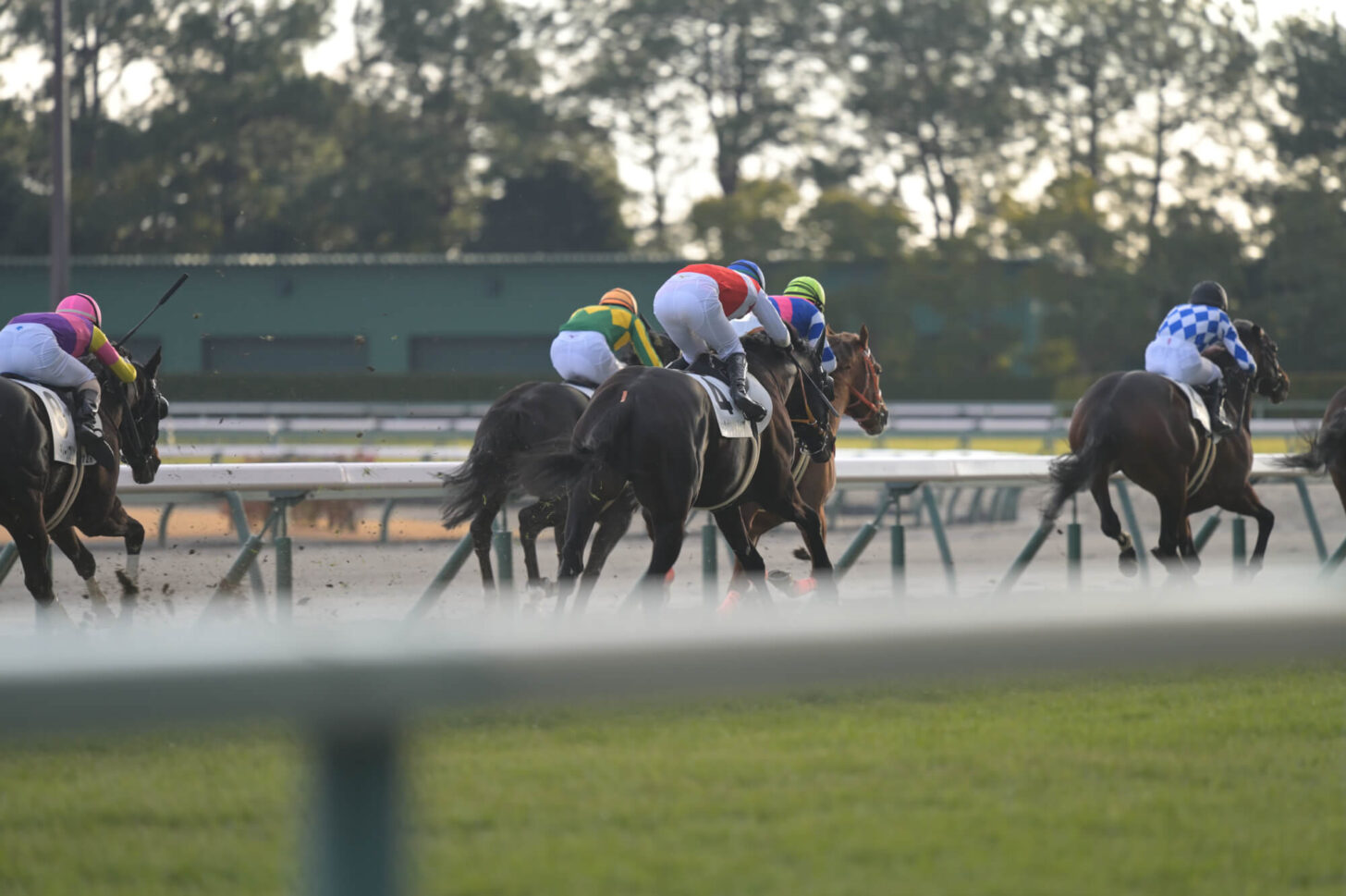 ショウナンアデイブ 11戦目