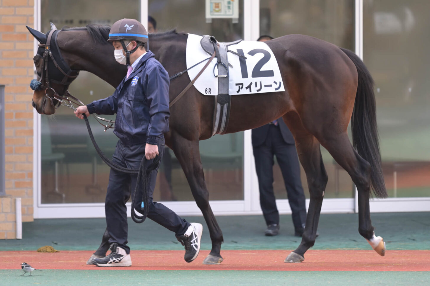 アイリーン デビュー戦パドック