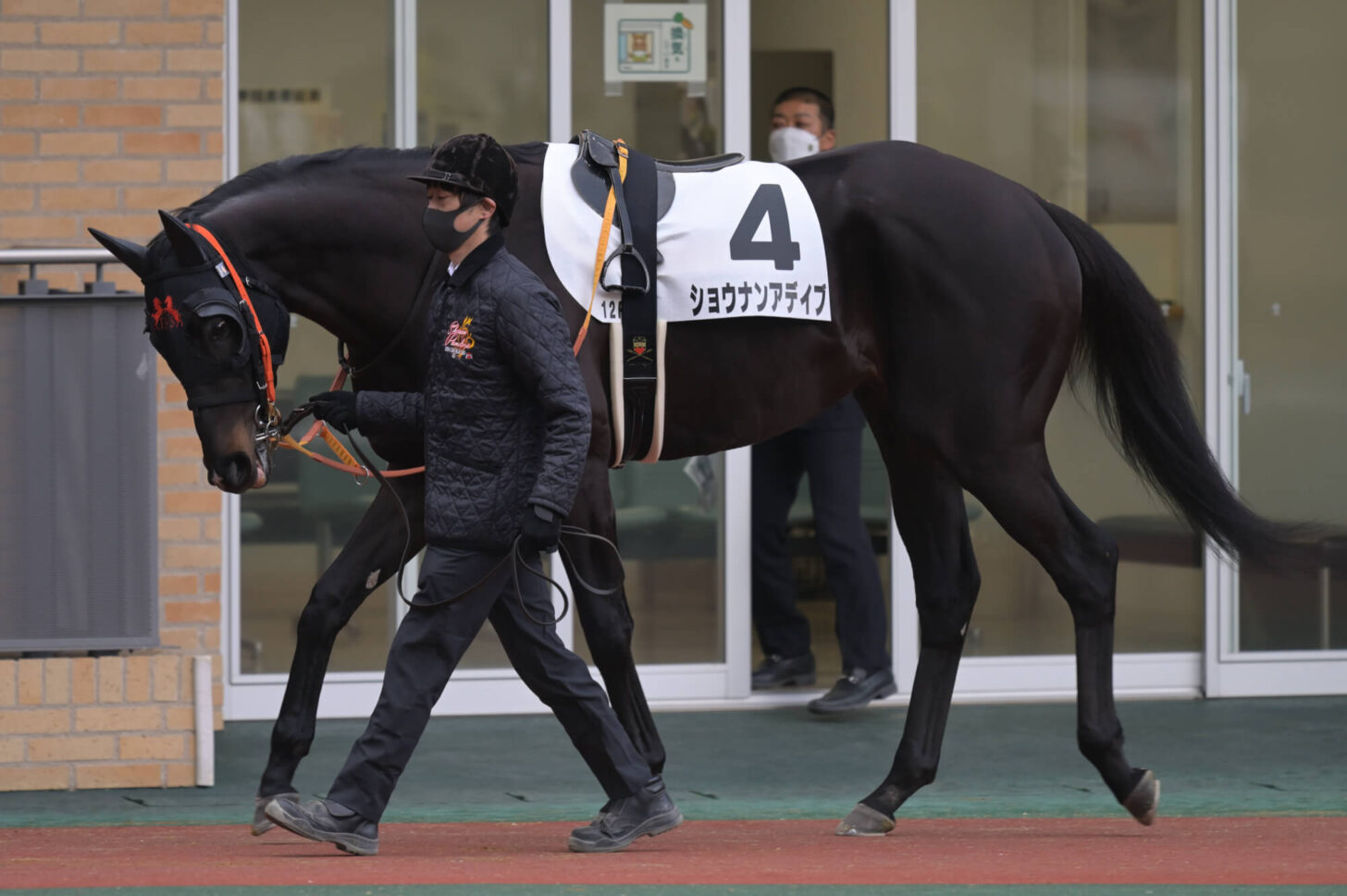 ショウナンアデイブ 11戦目パドック