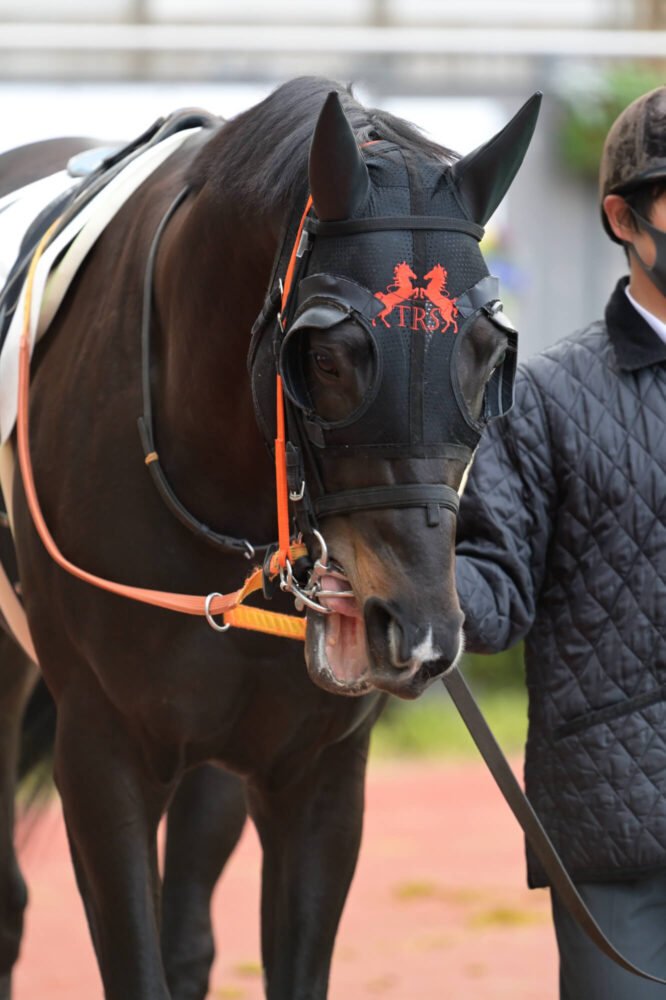 ショウナンアデイブ 11戦目パドック