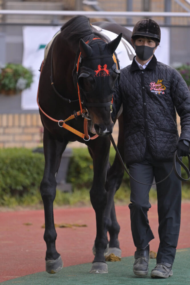 ショウナンアデイブ 11戦目パドック