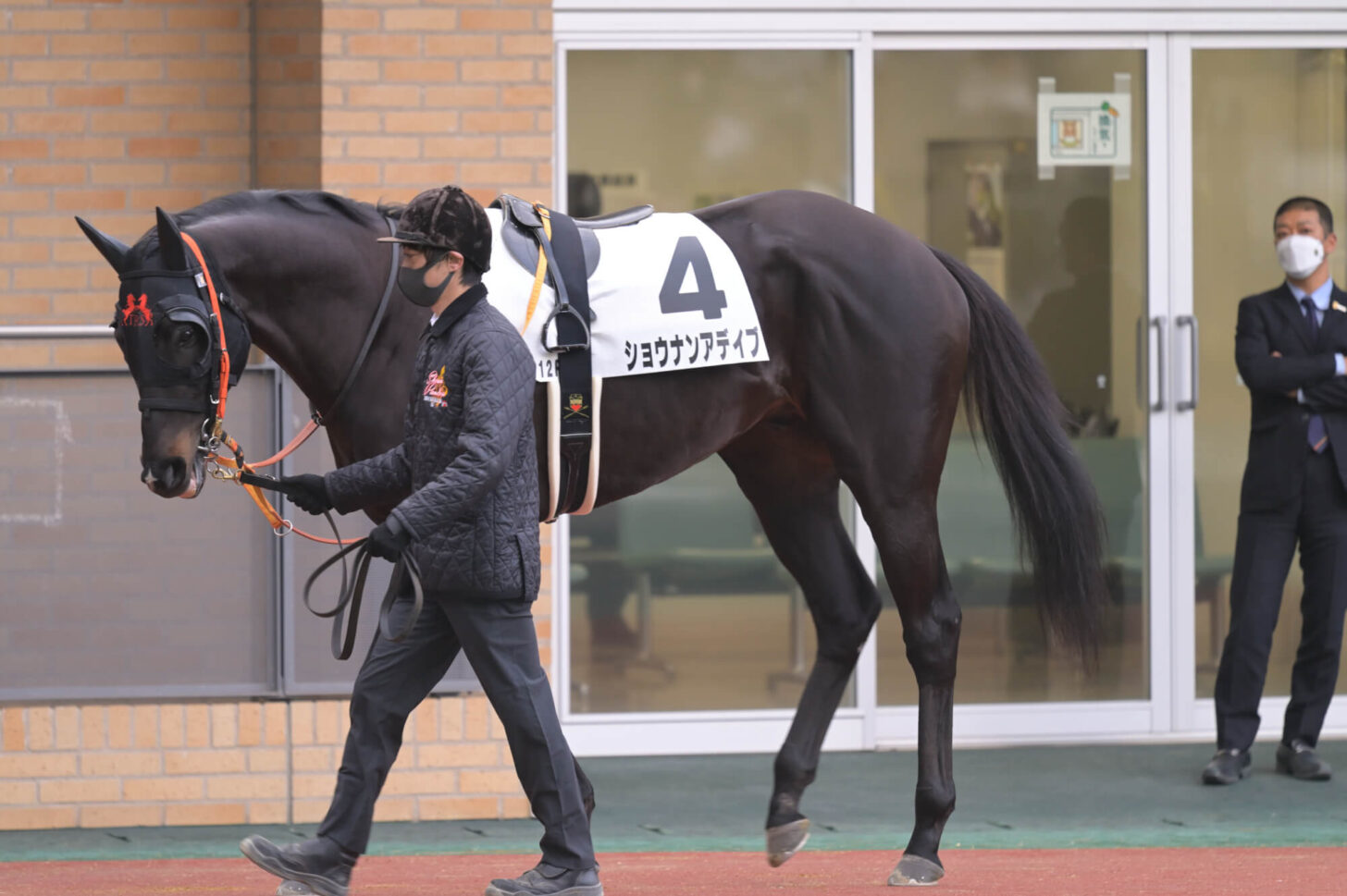 ショウナンアデイブ 11戦目パドック