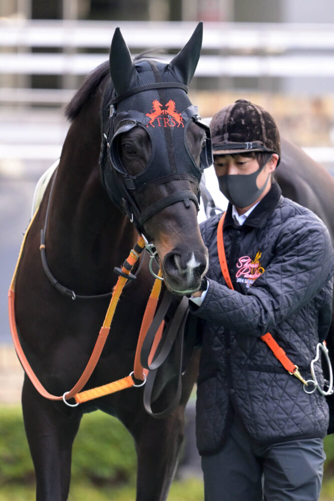 ショウナンアデイブ 11戦目パドック