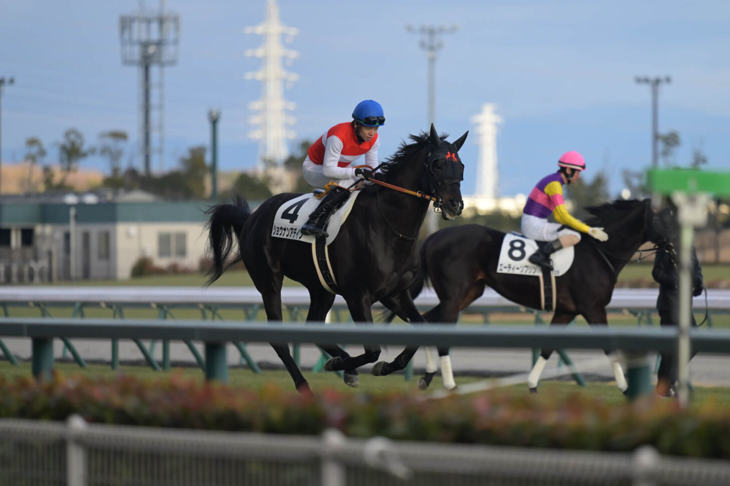 ショウナンアデイブ 11戦目本馬場入場