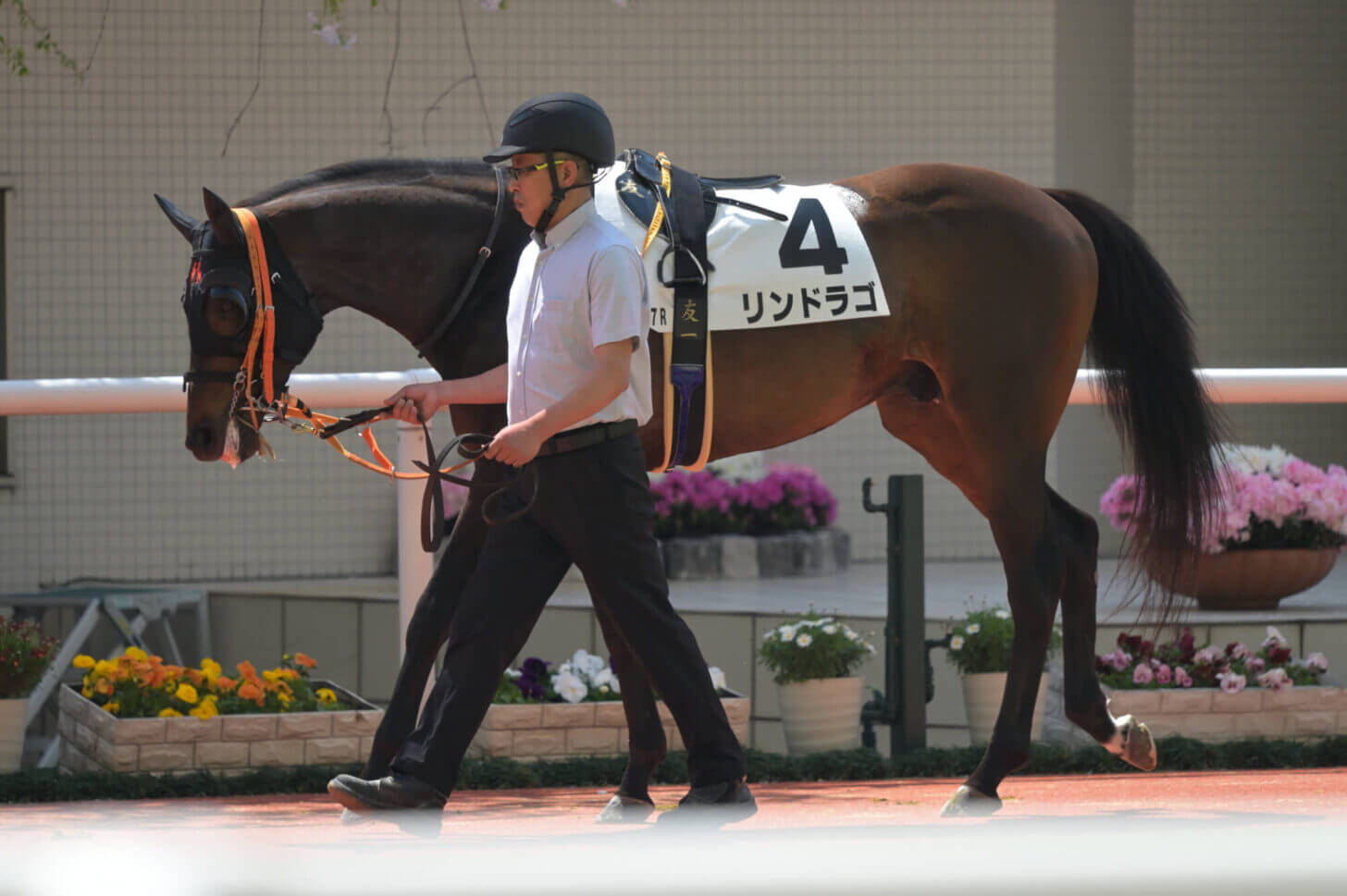 リンドラゴ9戦目パドック