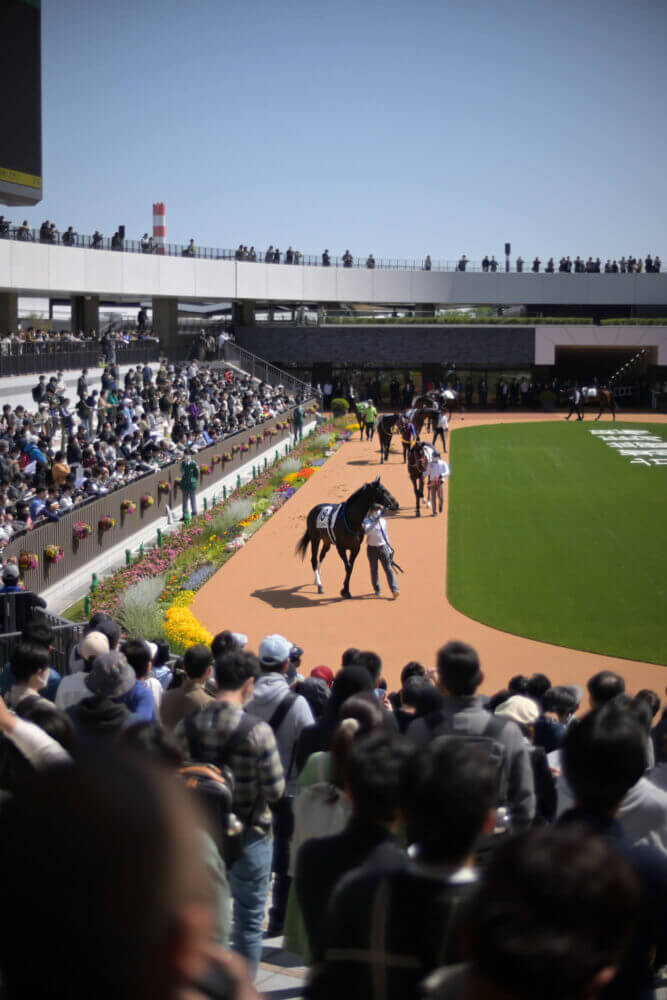 京都競馬場 新パドック全景