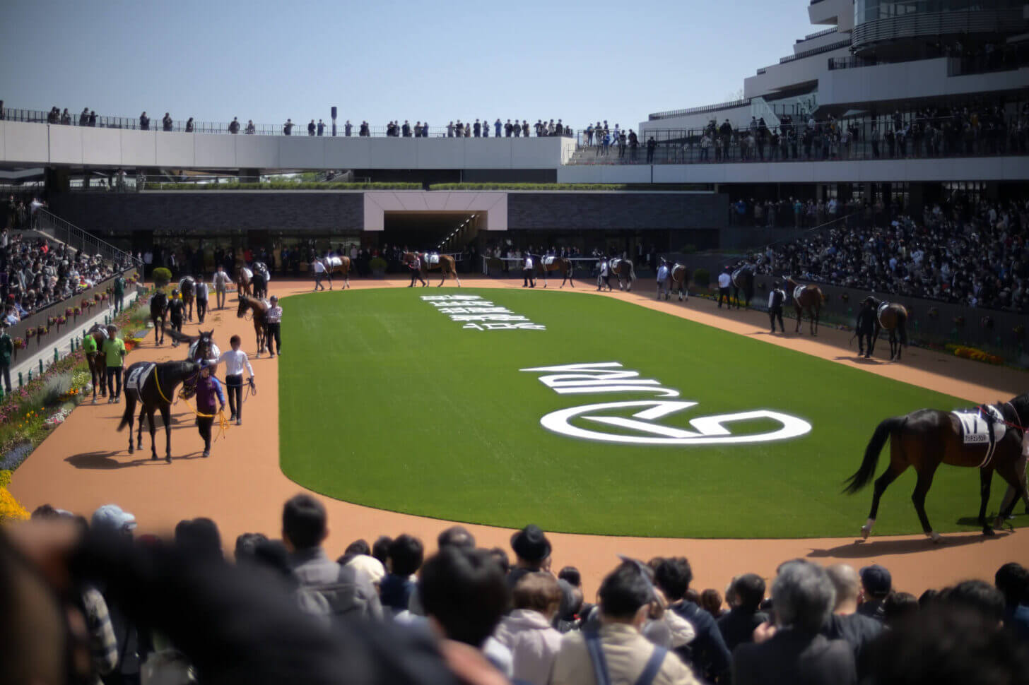 京都競馬場 新パドック全景