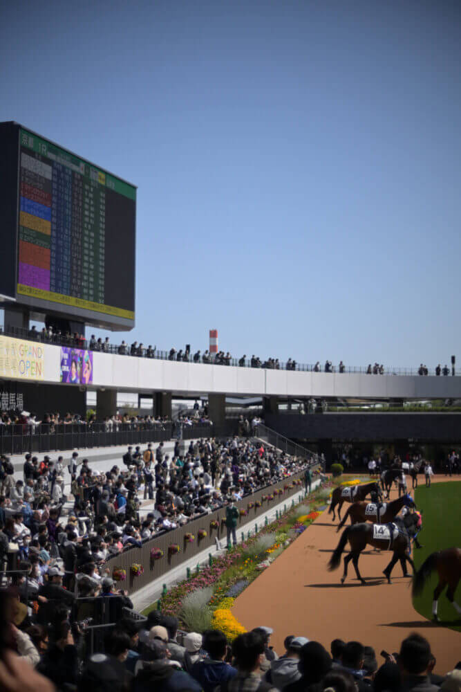 京都競馬場 新パドック全景