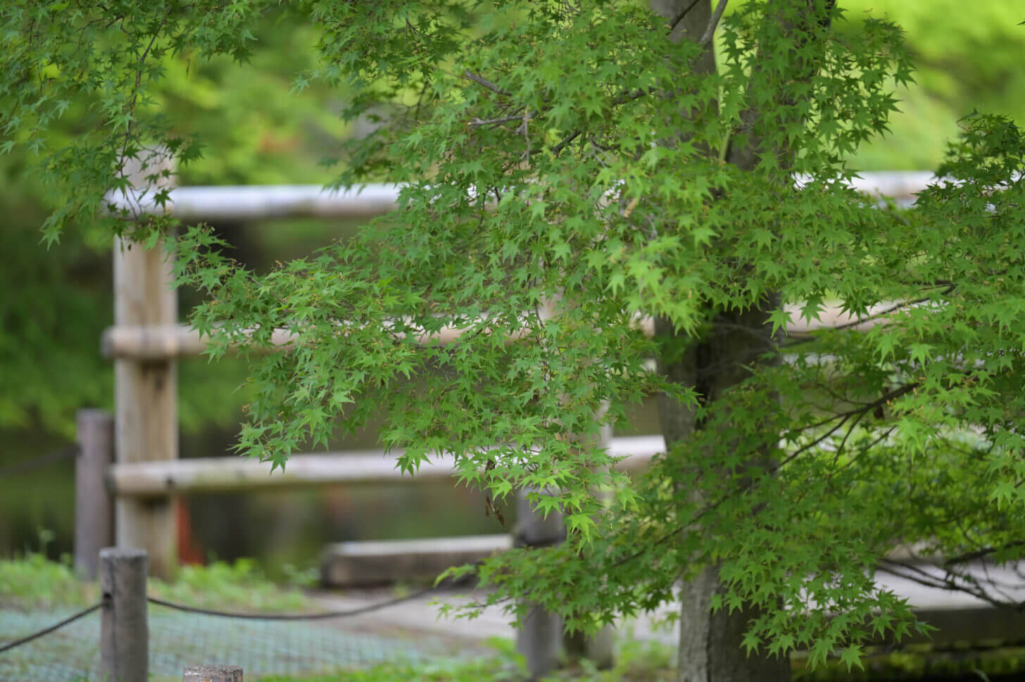 NIKKOR Z 70-200mm f/2.8 VR S試し撮り@京都府立植物園