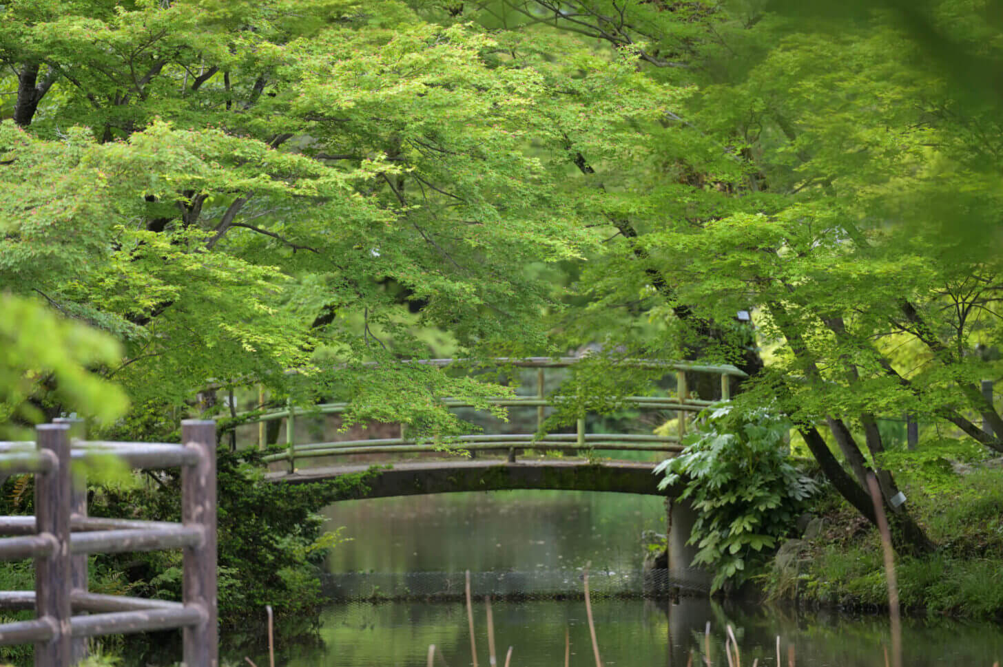 NIKKOR Z 70-200mm f/2.8 VR S試し撮り@京都府立植物園