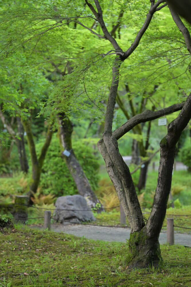 NIKKOR Z 70-200mm f/2.8 VR S試し撮り@京都府立植物園