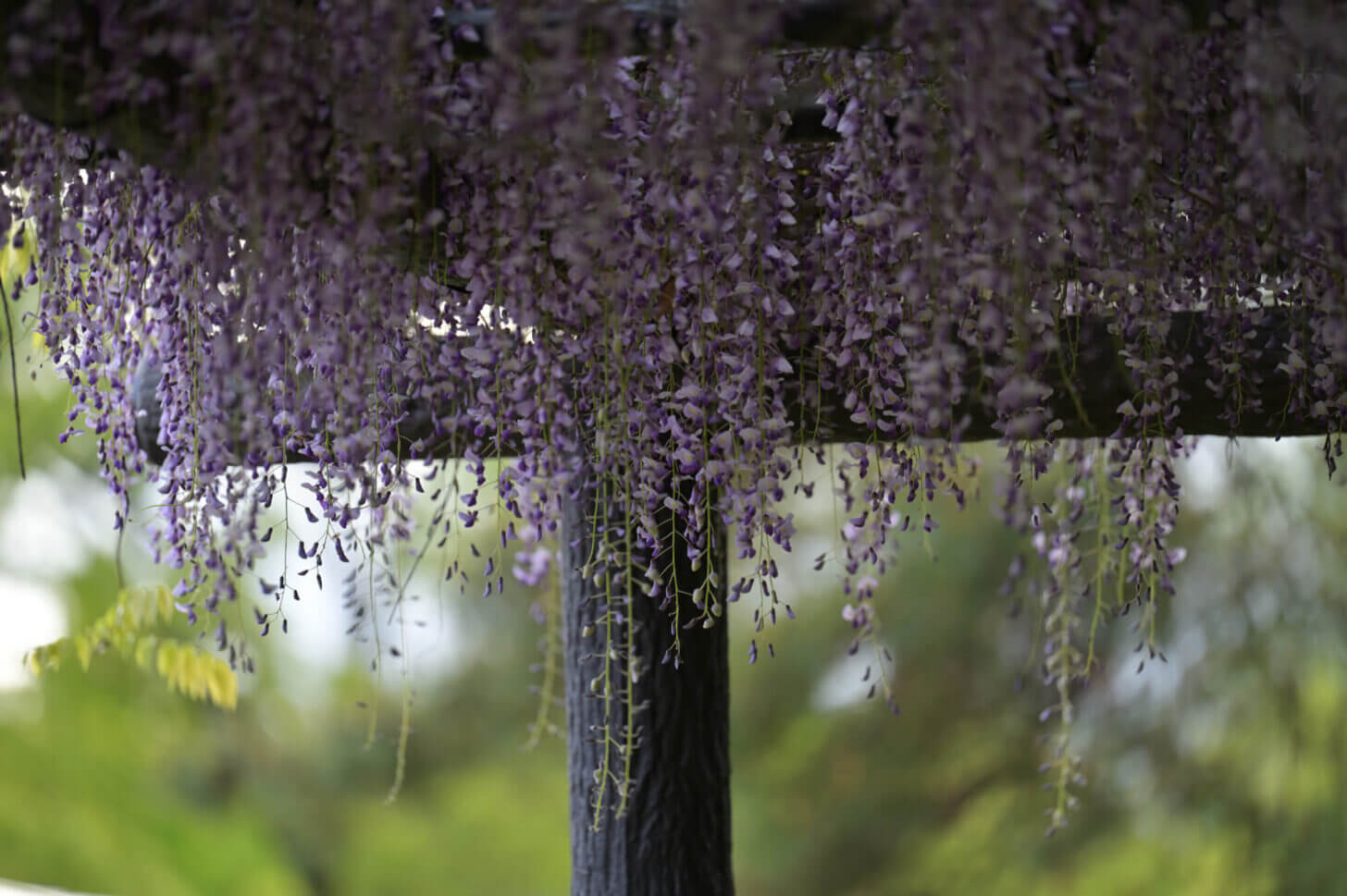 NIKKOR Z 70-200mm f/2.8 VR S試し撮り@京都府立植物園