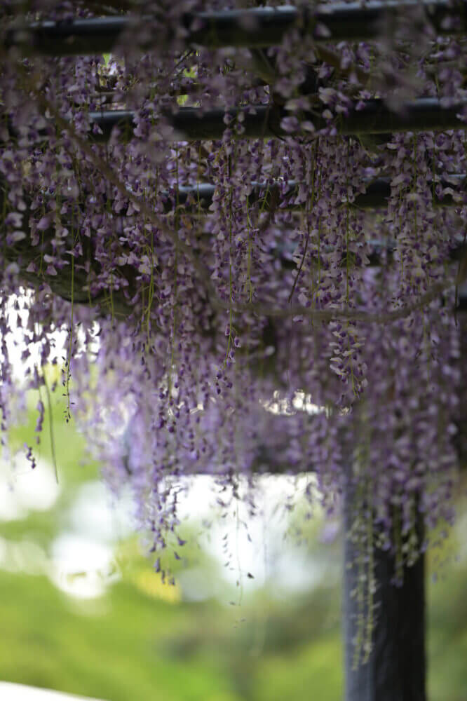 NIKKOR Z 70-200mm f/2.8 VR S試し撮り@京都府立植物園