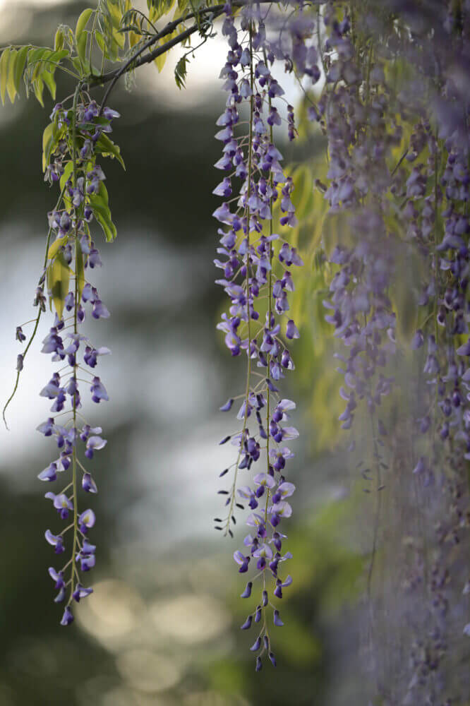 NIKKOR Z 70-200mm f/2.8 VR S試し撮り@京都府立植物園