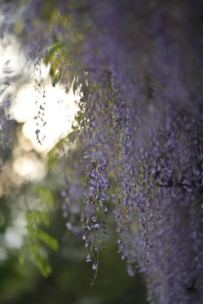 NIKKOR Z 70-200mm f/2.8 VR S試し撮り@京都府立植物園