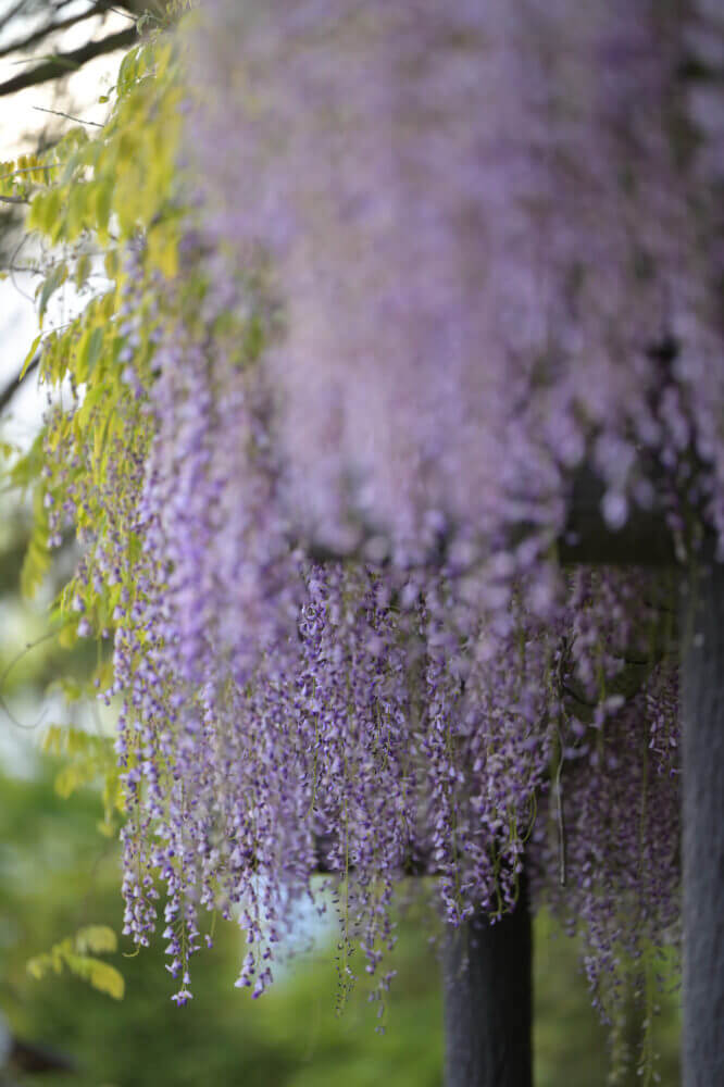 NIKKOR Z 70-200mm f/2.8 VR S試し撮り@京都府立植物園