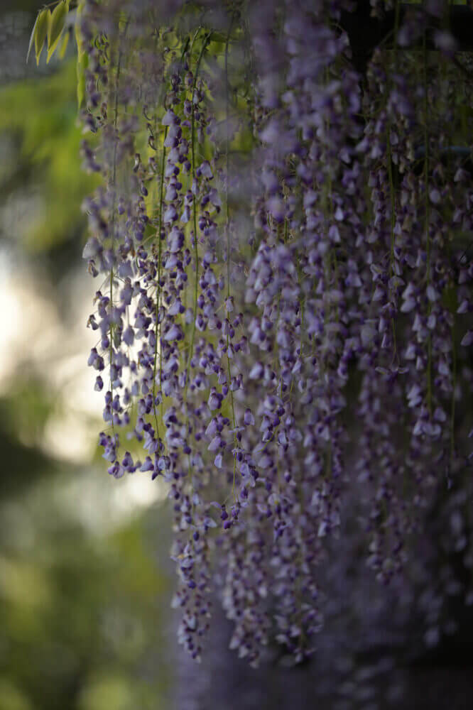 NIKKOR Z 70-200mm f/2.8 VR S試し撮り@京都府立植物園