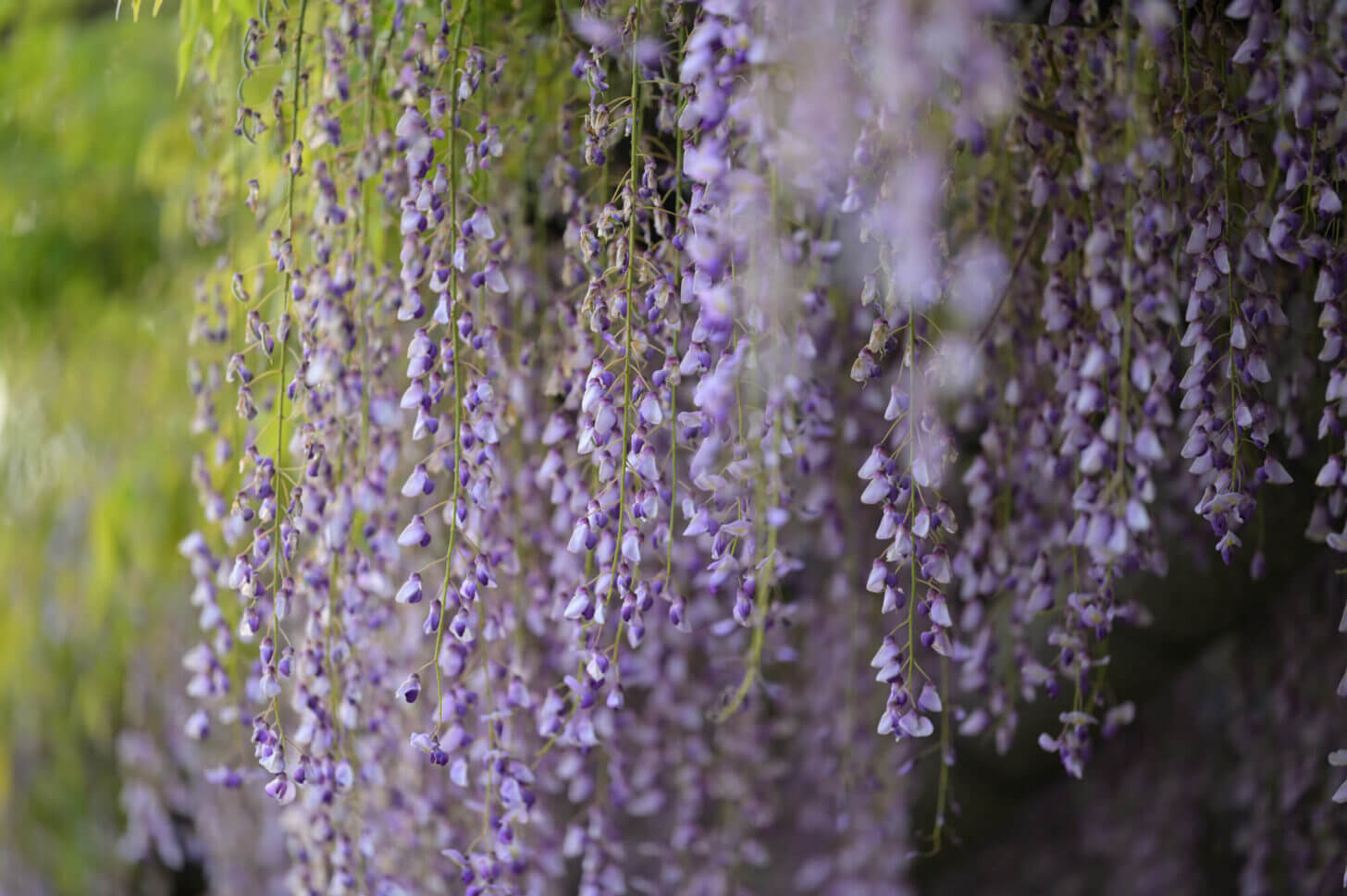 NIKKOR Z 70-200mm f/2.8 VR S試し撮り@京都府立植物園