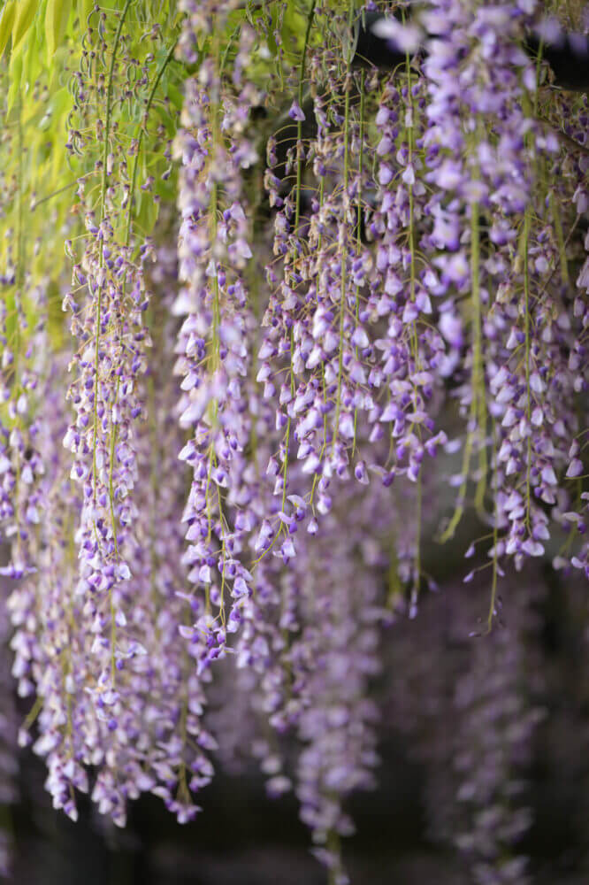 NIKKOR Z 70-200mm f/2.8 VR S試し撮り@京都府立植物園