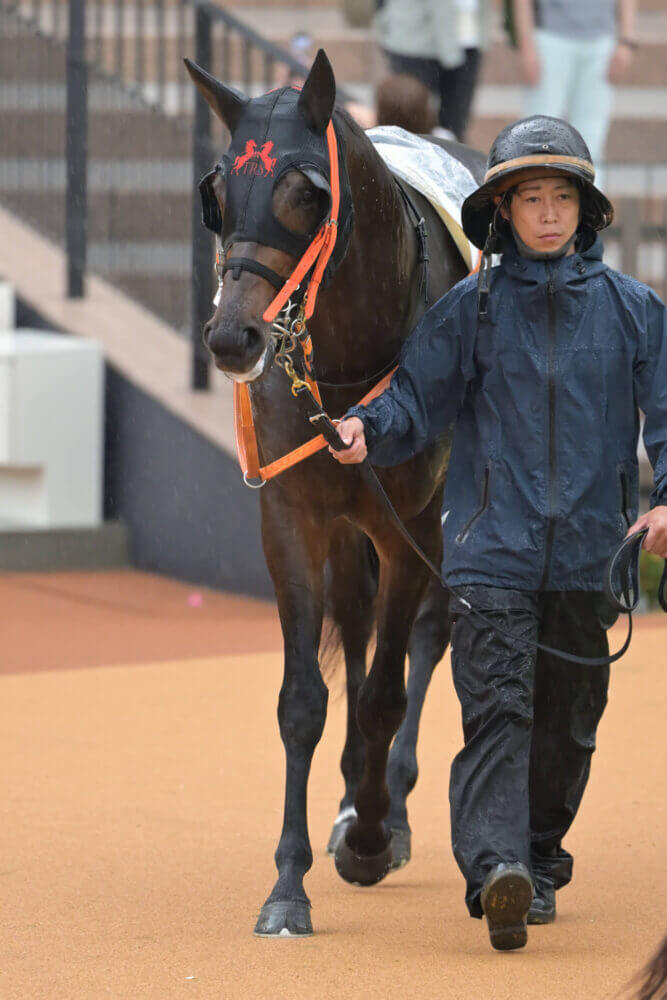 リンドラゴ10戦目パドック