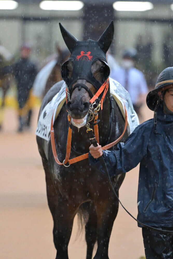 リンドラゴ10戦目パドック