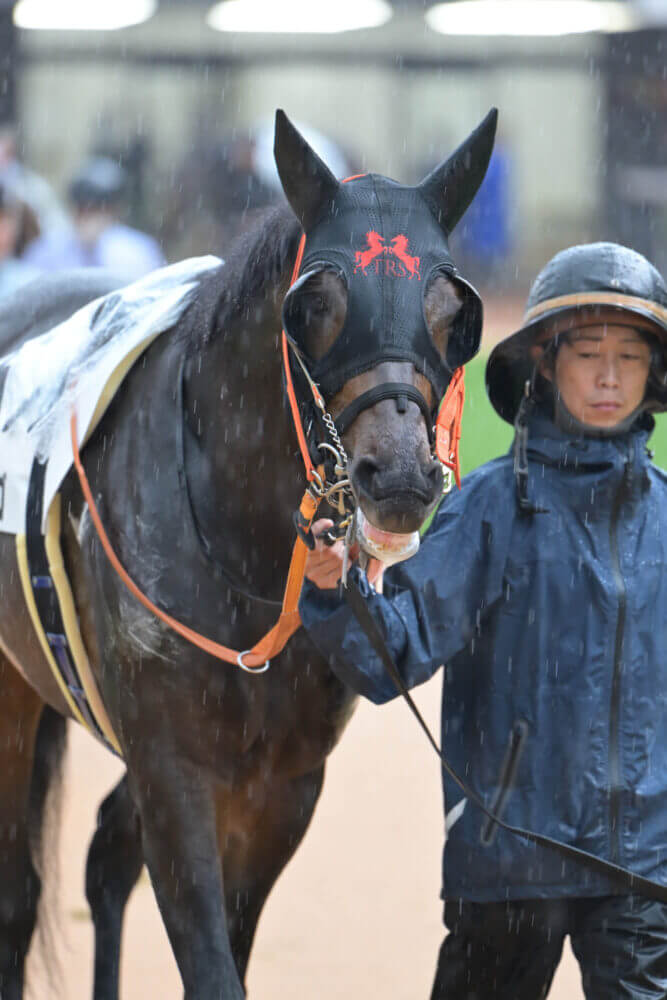 リンドラゴ10戦目パドック