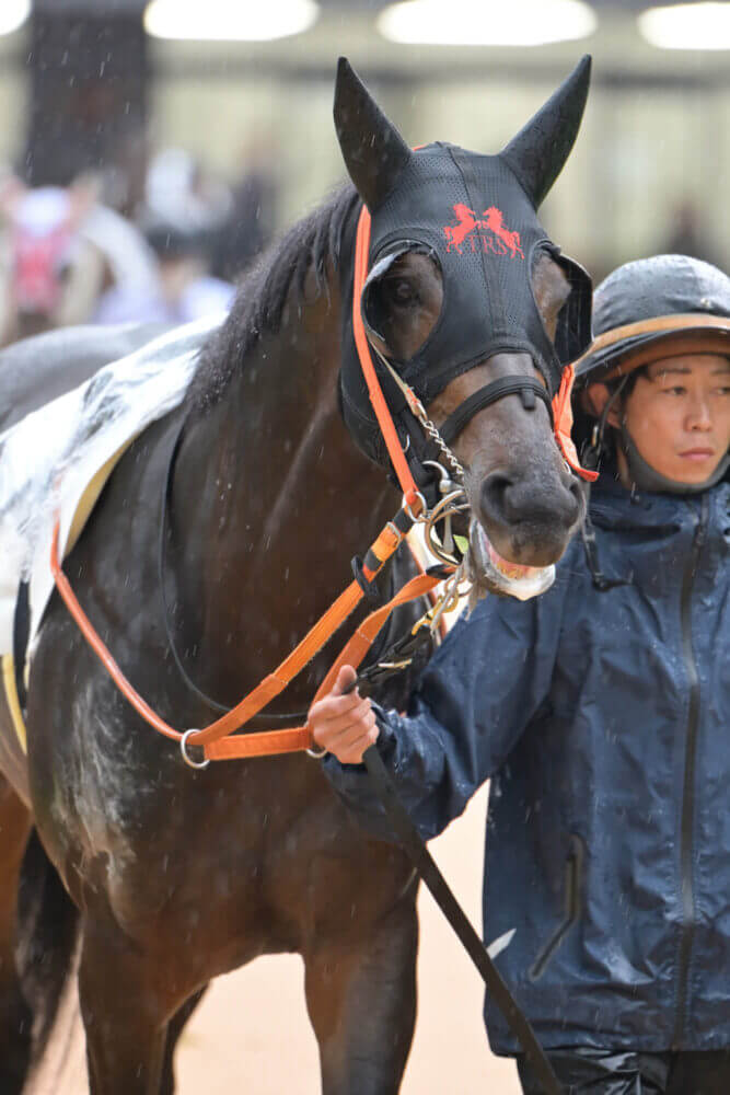 リンドラゴ10戦目パドック