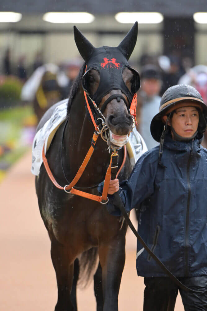 リンドラゴ10戦目パドック