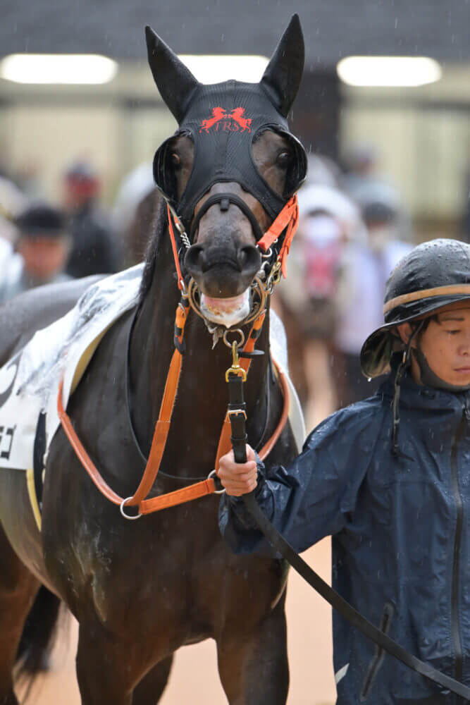 リンドラゴ10戦目パドック