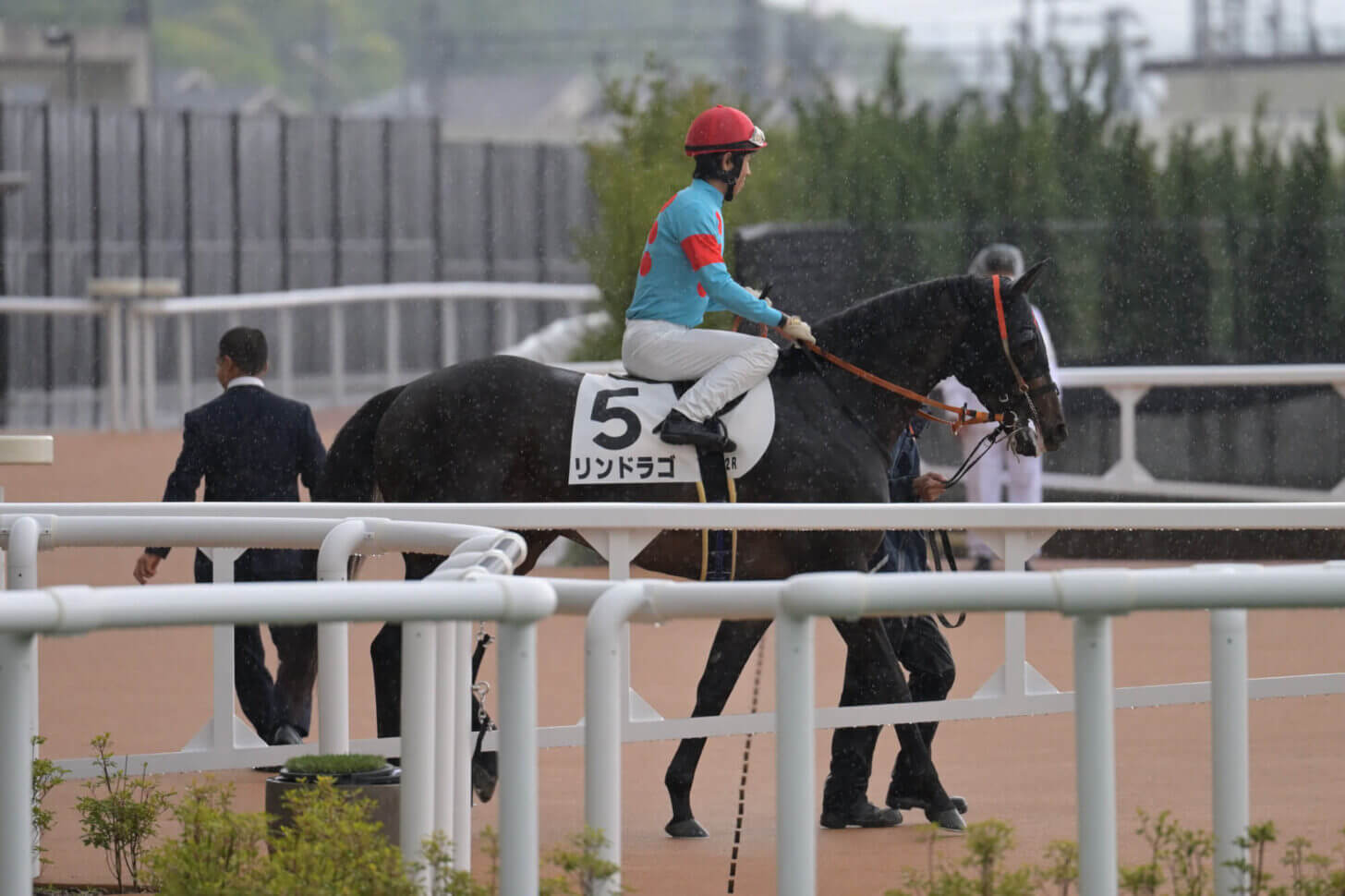 リンドラゴ10戦目本馬場入場