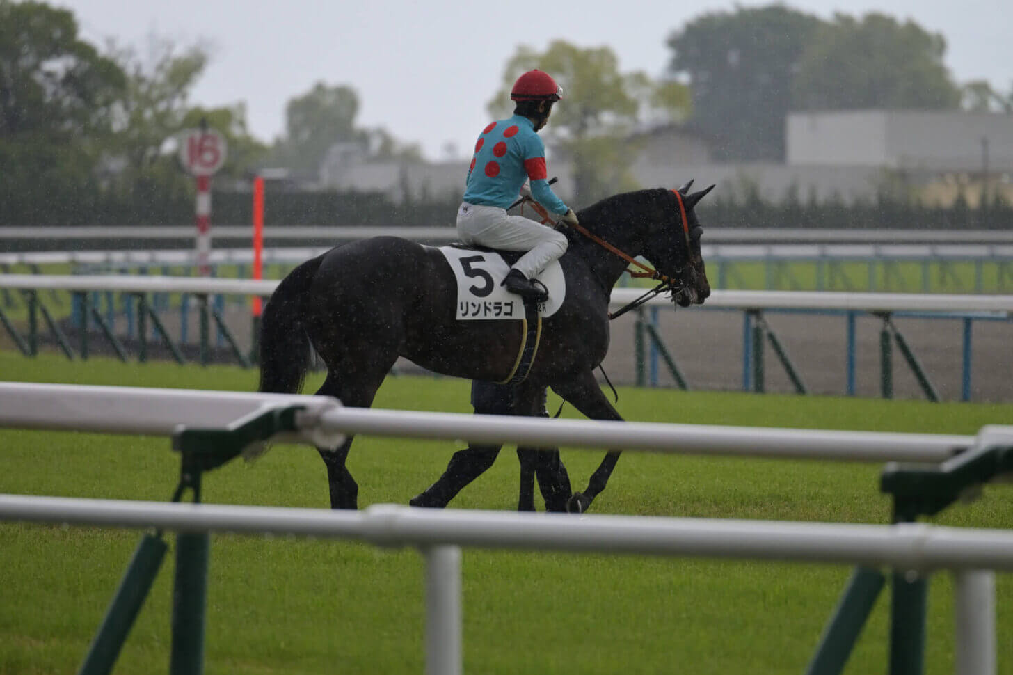 リンドラゴ10戦目本馬場入場