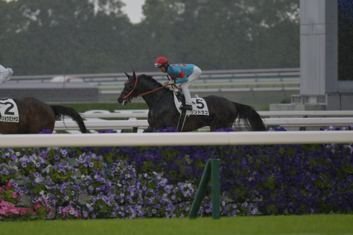 リンドラゴ10戦目本馬場入場