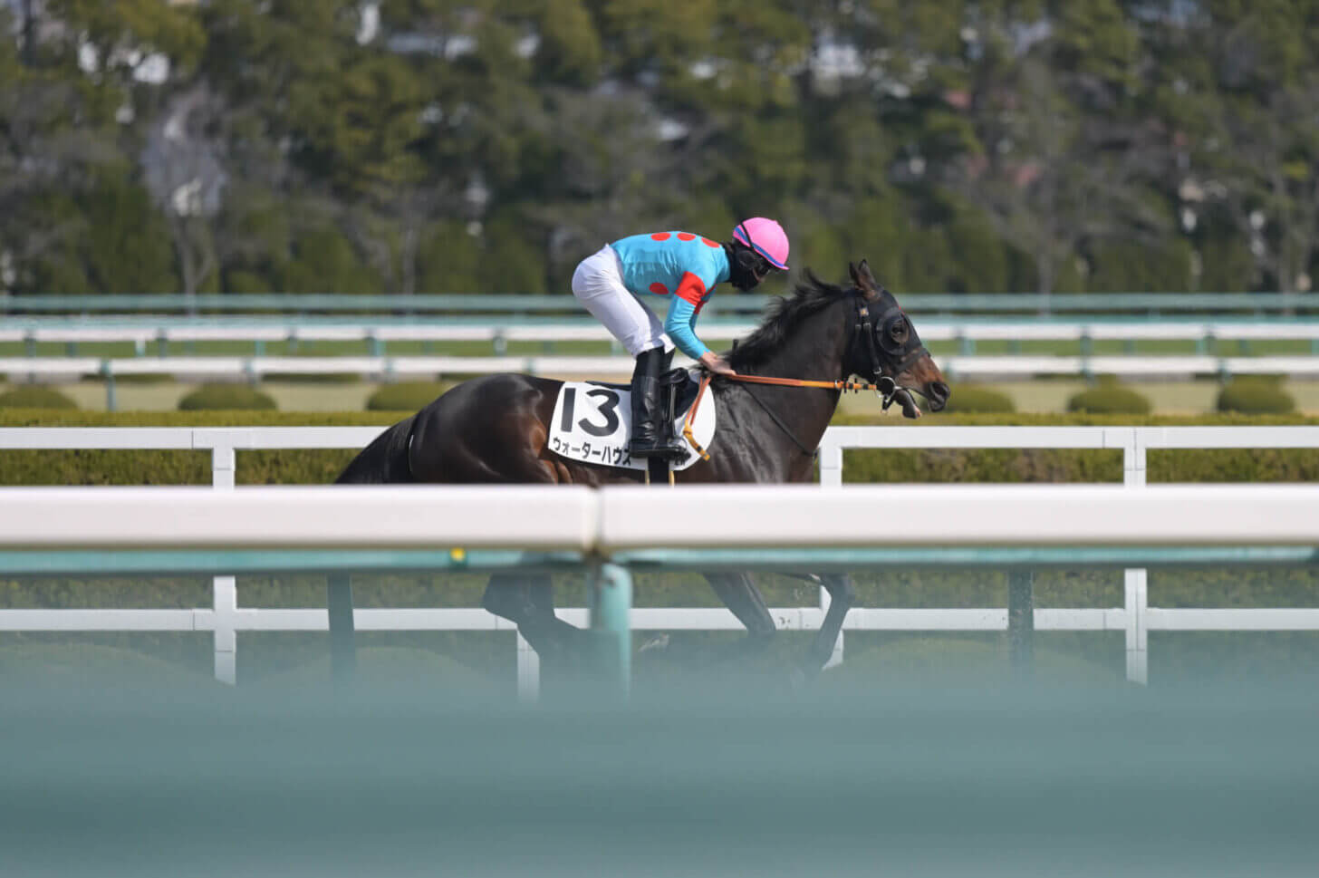 ウォーターハウス3戦目返し馬