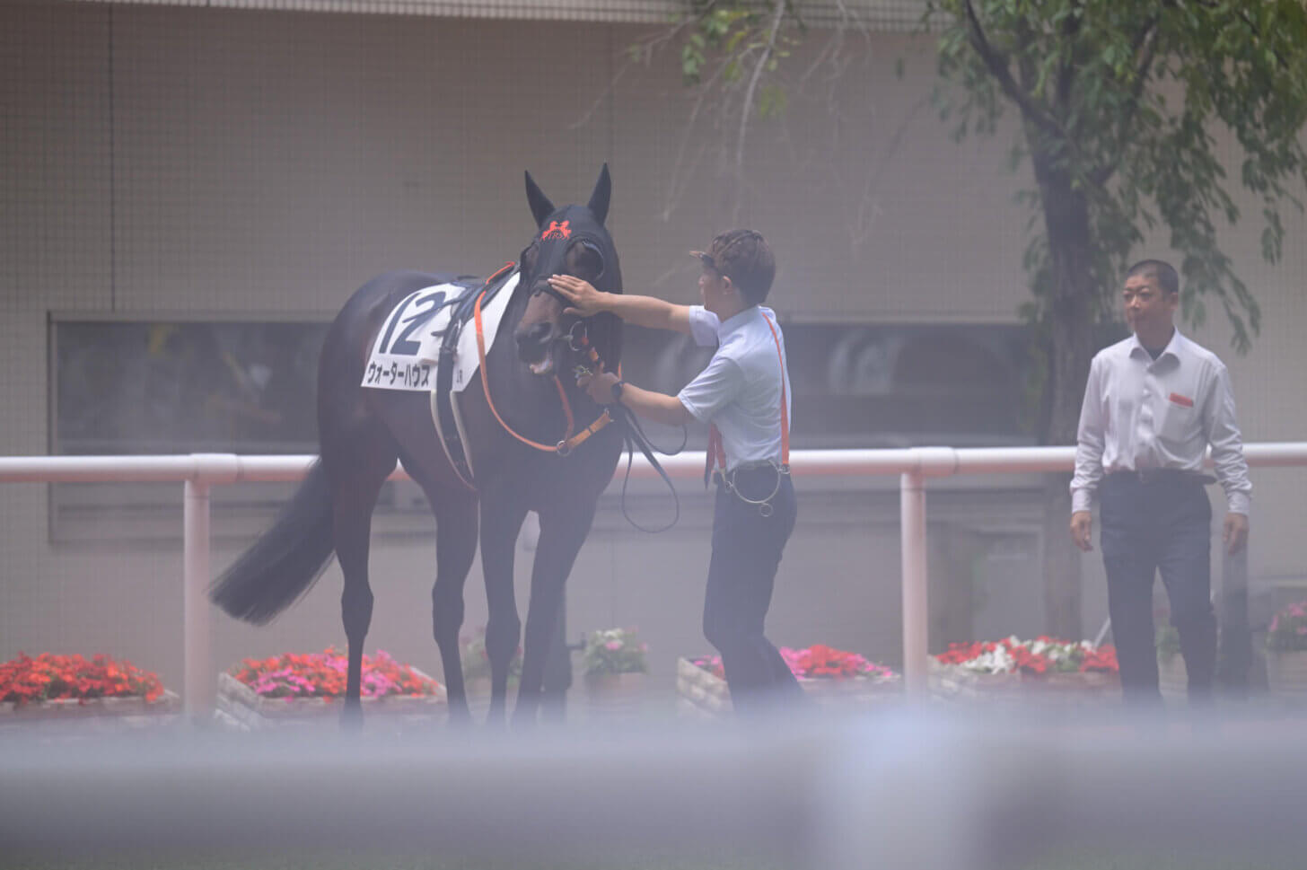 ウォーターハウス初勝利のパドック