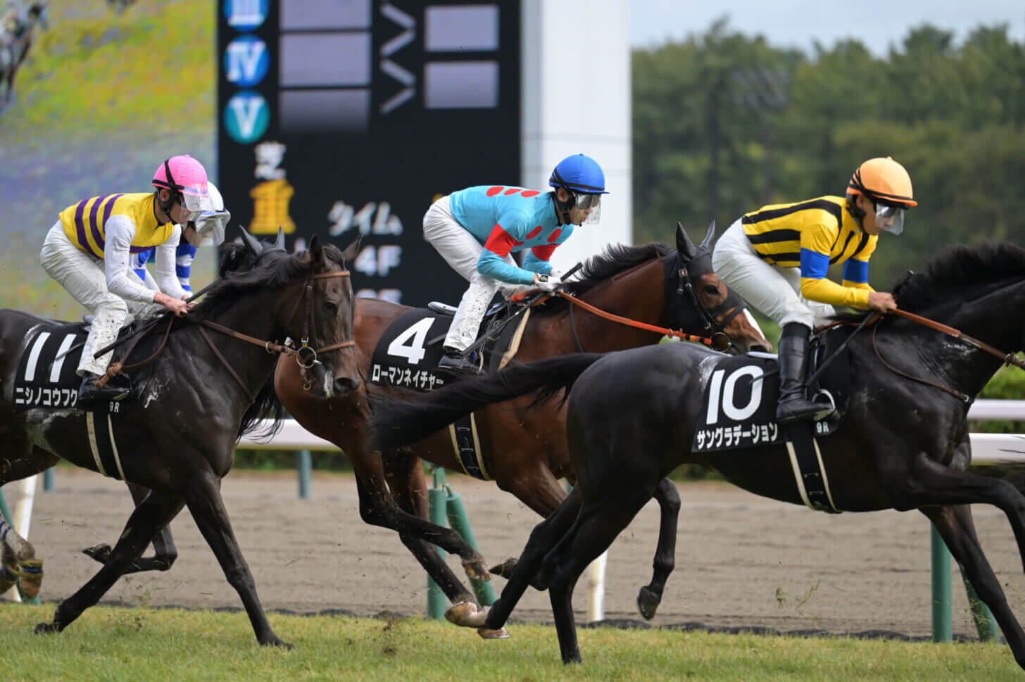 ローマンネイチャー 萬代橋特別 レース写真