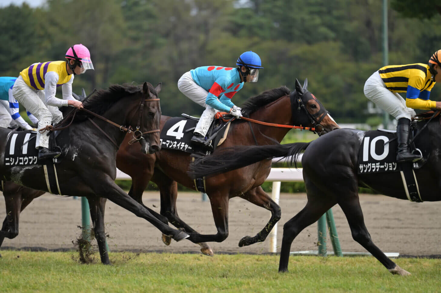 ローマンネイチャー 萬代橋特別 レース写真