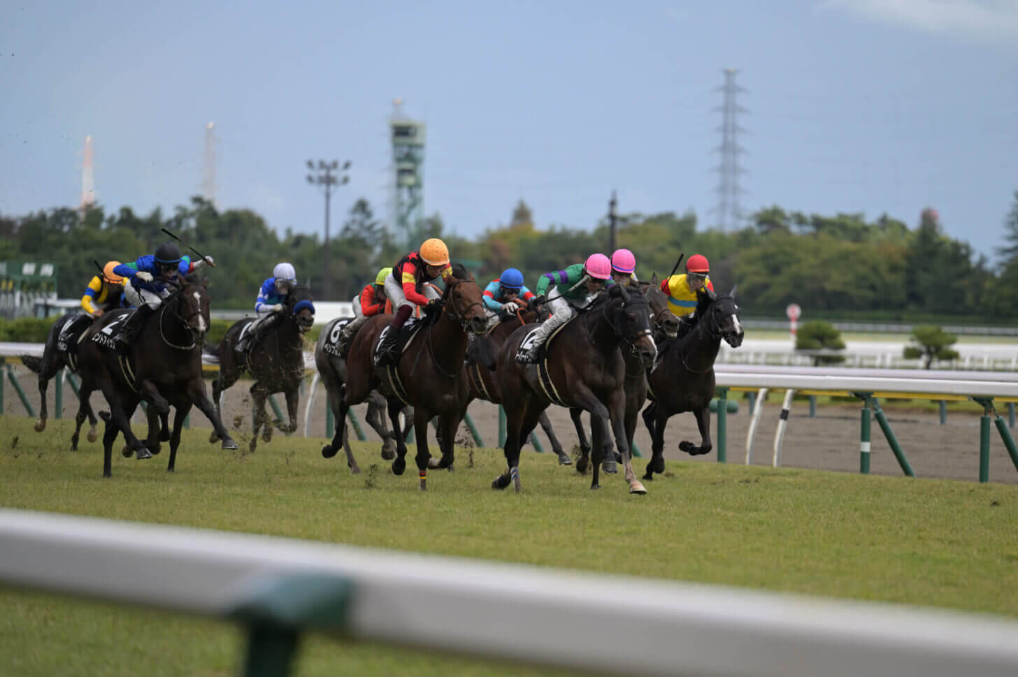 ローマンネイチャー 萬代橋特別 レース写真