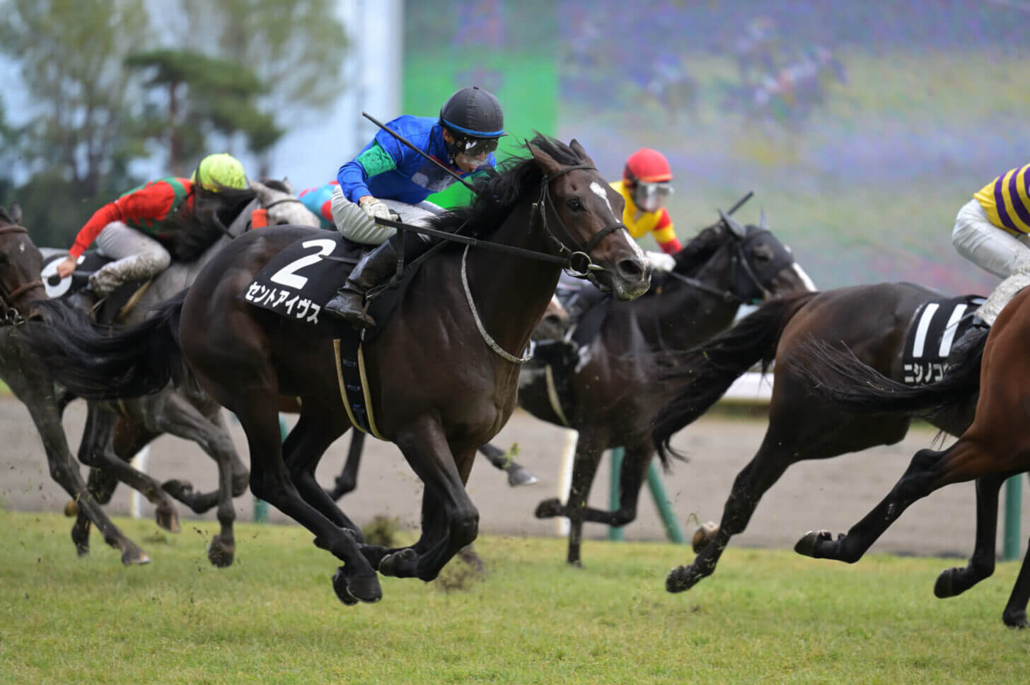 ローマンネイチャー 萬代橋特別 レース写真