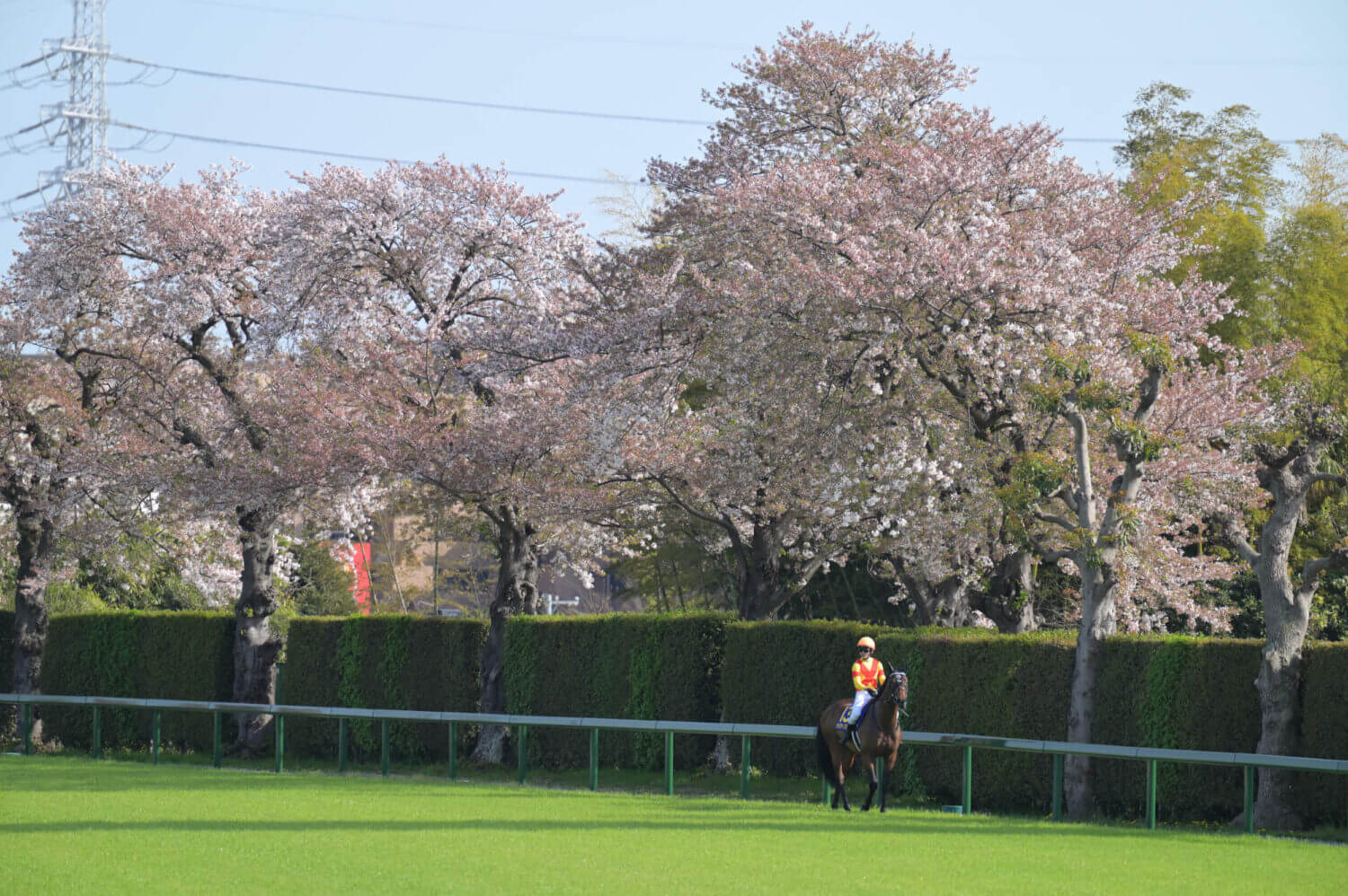 2024年皐月賞当日 中山競馬場4コーナーの桜