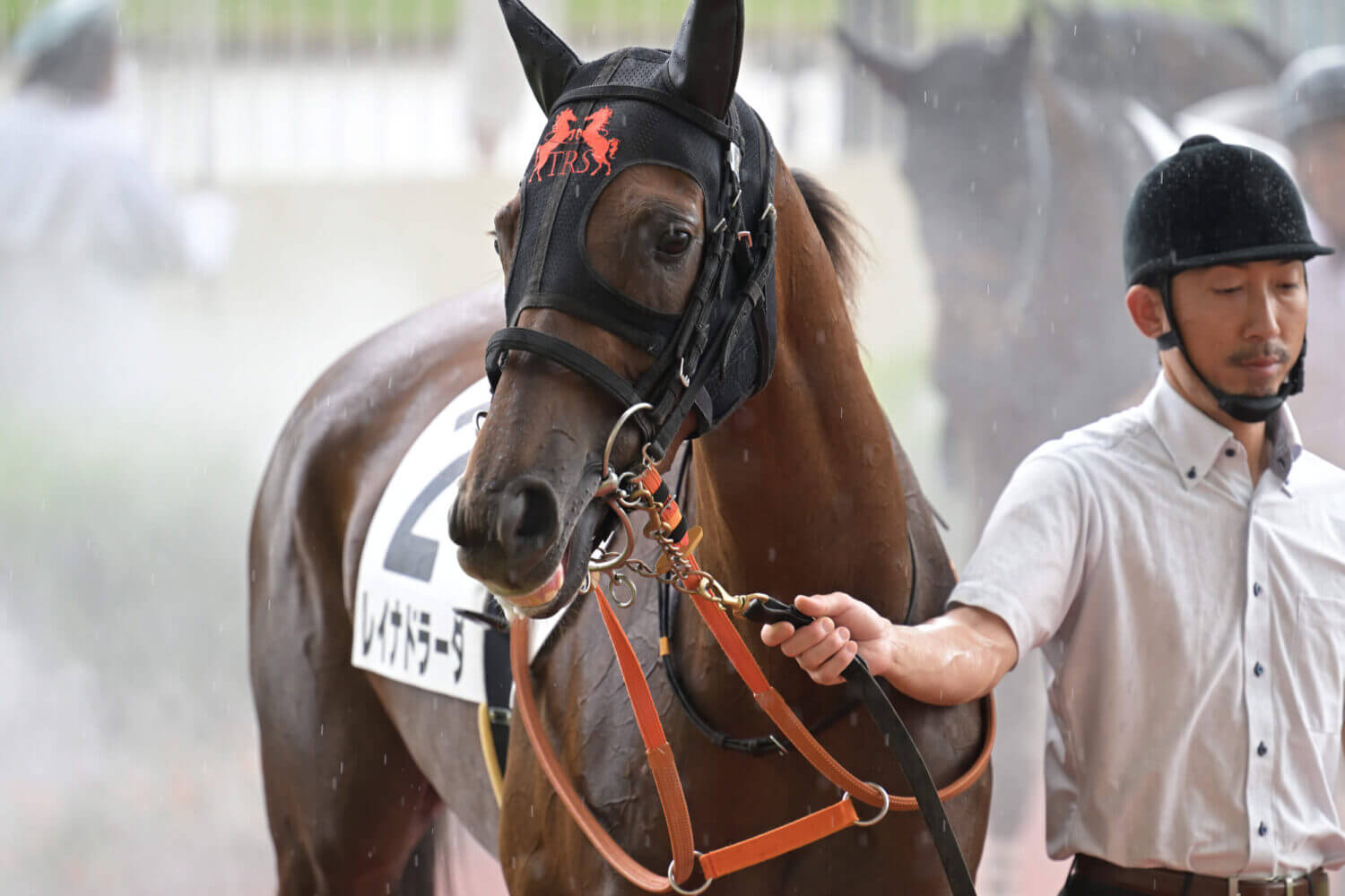 レイナドラーダ 2024年7月21日未勝利戦パドック