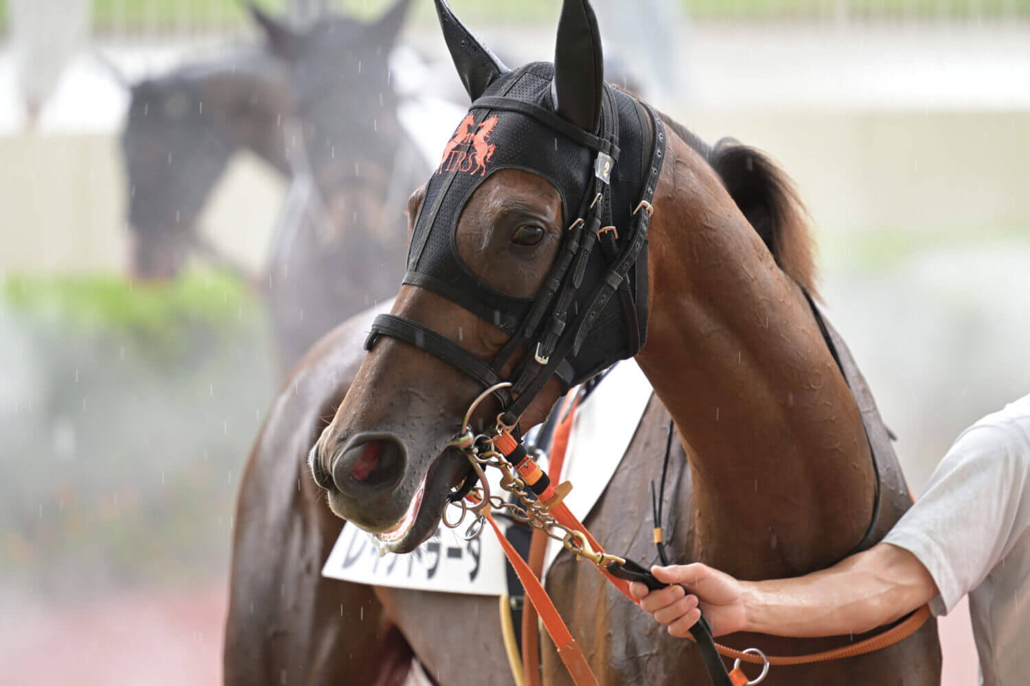 レイナドラーダ 2024年7月21日未勝利戦パドック