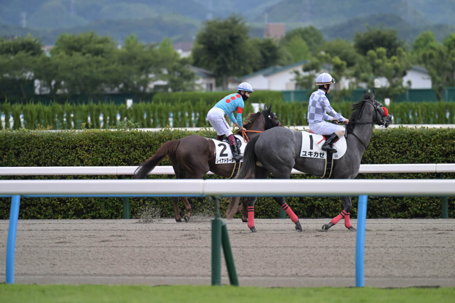 レイナドラーダ 2024年7月21日未勝利戦本馬場入場