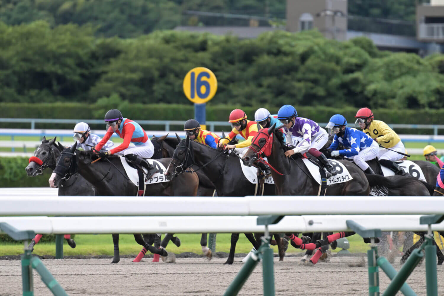 レイナドラーダ 2024年7月21日未勝利戦レース写真